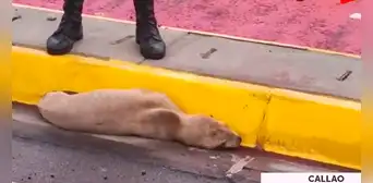 Callao: cría de lobo marino salió expulsada en la Costa Verde por fuerte oleaje