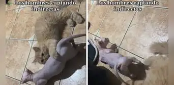 Gata en celo le maulla a gatito, pero este no capta la 'indirecta': "Cuando te quieren como amiga" Gata en celo le maulla a gatito, pero este no capta la 'indirecta': "Cuando te quieren como amiga"