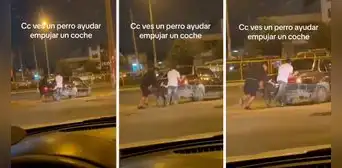 Perrito ayuda a su dueño empujando su auto y enternece en redes: "El mejor amigo del hombre" Perrito ayuda a su dueño empujando su auto y enternece en redes: "El mejor amigo del hombre"