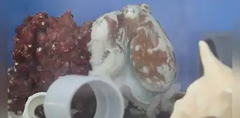 ¿Los pulpos también tienen pesadillas? Captan conductas jamás vistas en estos animales ¿Los pulpos también tienen pesadillas? Captan conductas jamás vistas en estos animales
