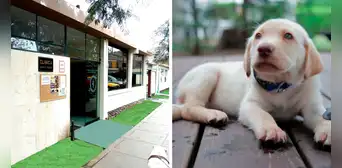 ¡Cuida a tu mascota! Descubre los servicios y precios de la Clínica Veterinaria San Marcos ¡Cuida a tu mascota! Descubre los servicios y precios de la Clínica Veterinaria San Marcos