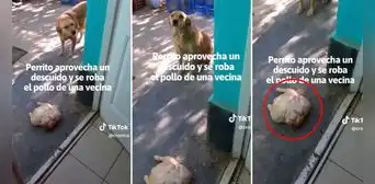 Perrita robó un pollo entero a su vecino y lo llevó a su casa para el almuerzo: "Uno así, por favor" Perrita robó un pollo entero a su vecino y lo llevó a su casa para el almuerzo: "Uno así, por favor"