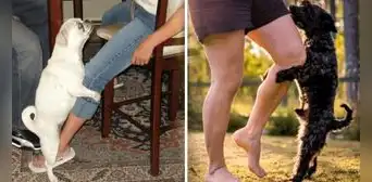 ¿Sabías que tu perro no siempre monta tu pierna por motivos sexuales? Conoce las razones ¿Sabías que tu perro no siempre monta tu pierna por motivos sexuales? Conoce las razones