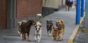 Rusia evalúa entrenar a perros callejeros para llevarlos a la guerra y “limpiar” zonas minadas Rusia evalúa entrenar a perros callejeros para llevarlos a la guerra y “limpiar” zonas minadas