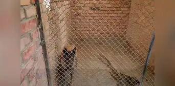 Hombre es condenado a prisión por dejar morir a 4 perros en Arequipa Hombre es condenado a prisión por dejar morir a 4 perros en Arequipa