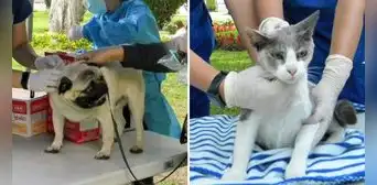 Miraflores ofrece campaña veterinaria a bajos costos este 28 de mayo: ¿qué servicios habrá? Miraflores ofrece campaña veterinaria a bajos costos este 28 de mayo: ¿qué servicios habrá?