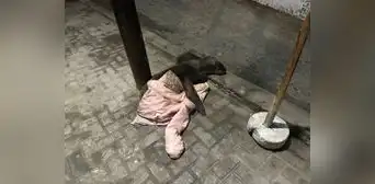 Barranco: reportan cría de lobo marino varado en un estacionamiento de la Costa Verde Barranco: reportan cría de lobo marino varado en un estacionamiento de la Costa Verde