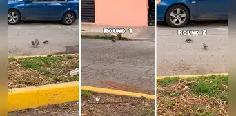 Rata y paloma se enfrentan en una 'batalla Pokémon' y asombran a miles: "Rattata vs. Pidgey"
