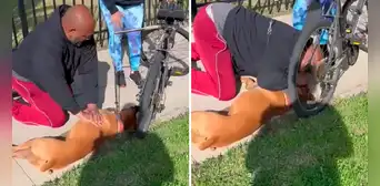 Hombre le salva la vida a un perro haciéndole una maniobra de resucitación cardiopulmonar en EE. UU. Hombre le salva la vida a un perro haciéndole una maniobra de resucitación cardiopulmonar en EE. UU.