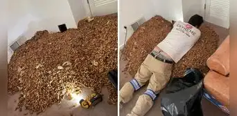 ¡Pensaron que eran bichos! Familia descubre 300 kg de bellotas en las paredes de su casa