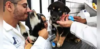 Así luce el primer hotel para perros y gatos abandonados en México Así luce el primer hotel para perros y gatos abandonados en México