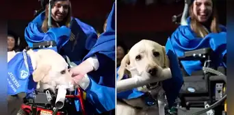Perro guía se graduó junto con su dueña con discapacidad y recibió diploma por asistir a clases Perro guía se graduó junto con su dueña con discapacidad y recibió diploma por asistir a clases