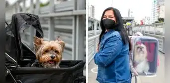 ATU: ¿cómo trasladar a mi mascota en el Metropolitano, corredores y tren eléctrico? ATU: ¿cómo trasladar a mi mascota en el Metropolitano, corredores y tren eléctrico?