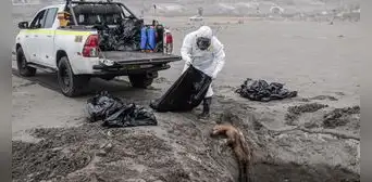 Lobos marinos y aves mueren en playas de Arequipa por gripe aviar Lobos marinos y aves mueren en playas de Arequipa por gripe aviar