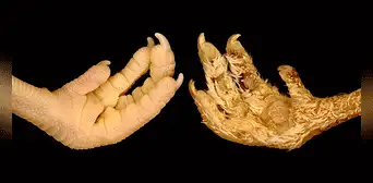 ¿Adiós a la pata de pollo? Científicos transforman las escamas de estas aves en plumas ¿Adiós a la pata de pollo? Científicos transforman las escamas de estas aves en plumas