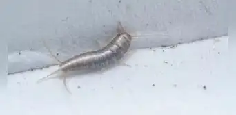 Pececillos de plata: por qué debes preocuparte si ves este insecto en casa