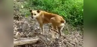 Héroe sin capa: perro murió tras salvar a su amo de una serpiente venenosa en Tarapoto Héroe sin capa: perro murió tras salvar a su amo de una serpiente venenosa en Tarapoto