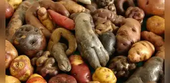 ¿Cuántos tipos de papa existen en Perú y por qué es uno de los ingredientes más importantes de nuestra gastronomía? ¿Cuántos tipos de papa existen en Perú y por qué es uno de los ingredientes más importantes de nuestra gastronomía?