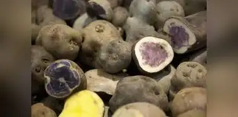 Exportación de papa superó los US$542.000 en el primer trimestre del 2023 Exportación de papa superó los US$542.000 en el primer trimestre del 2023