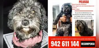 La Victoria: familia busca a Pelussa, perrita de 11 años que está perdida hace 3 días