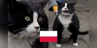 Gacek: el gato que se convirtió en la atracción turística más popular de Polonia, según Google Maps Gacek: el gato que se convirtió en la atracción turística más popular de Polonia, según Google Maps