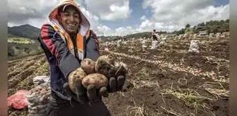 Perú se mantiene como primer productor de papa en América Latina: ¿qué puesto ocupa a nivel mundial? Perú se mantiene como primer productor de papa en América Latina: ¿qué puesto ocupa a nivel mundial?