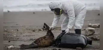 Tacna registra gran cantidad de especies muertas por gripe aviar Tacna registra gran cantidad de especies muertas por gripe aviar