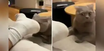 Gato huele los pies de su dueño y su reacción se hace viral: “Adicción a las patas” Gato huele los pies de su dueño y su reacción se hace viral: “Adicción a las patas”