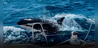 Esta es Gladys, la orca líder de una pandilla que ataca y hunde barcos en Gibraltar Esta es Gladys, la orca líder de una pandilla que ataca y hunde barcos en Gibraltar