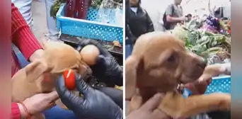 Pasan huevo a perrito para que se le quite el susto, pero termina más atemorizado: “Pobrecito”