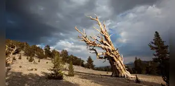 El misterioso árbol más antiguo del mundo y sus secretos para seguir vivo tras 4.600 años El misterioso árbol más antiguo del mundo y sus secretos para seguir vivo tras 4.600 años