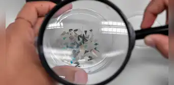 Detectan microplásticos en testículos y semen humano por primera vez Detectan microplásticos en testículos y semen humano por primera vez