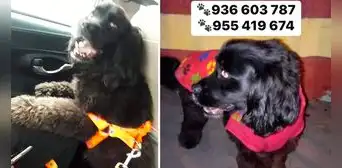 Pueblo Libre: buscan a perrita que se perdió en medio de asalto armado