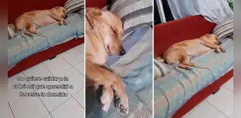 Perrita se hace la dormida para evitar trabajar como guardiana de casa: “Hasta mi hermano finge” Perrita se hace la dormida para evitar trabajar como guardiana de casa: “Hasta mi hermano finge”