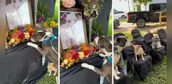 Perrito enternece al asistir al funeral de su amigo: "Amor incondicional" Perrito enternece al asistir al funeral de su amigo: "Amor incondicional"