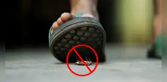 ¿Por qué nunca debes pisar a una cucaracha? Las razones te sorprenderán