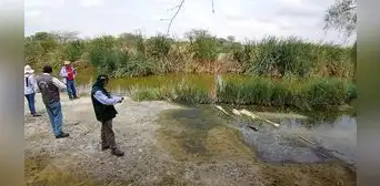 Contaminación afecta cultivos en el Bajo Piura Contaminación afecta cultivos en el Bajo Piura