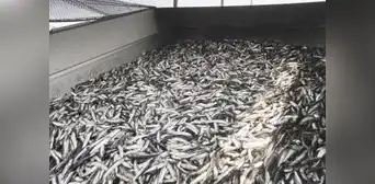 Produce autoriza inicio de la primera temporada de pesca de anchoveta 2023 Produce autoriza inicio de la primera temporada de pesca de anchoveta 2023