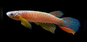 Descubren un misterioso pez que sobrevive fuera del agua Descubren un misterioso pez que sobrevive fuera del agua