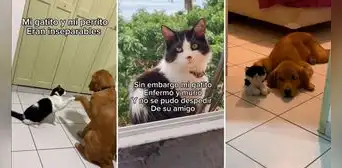 Perrito recuerda a su amigo gatuno con peluche que compró su familia: “Momentos que rompen el corazón” Perrito recuerda a su amigo gatuno con peluche que compró su familia: “Momentos que rompen el corazón”