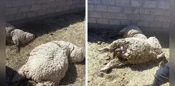 Madre denuncia el envenenamiento de sus ovejas en Puno