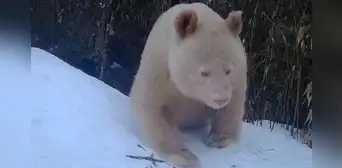 Cámaras graban por primera vez al único panda albino del mundo Cámaras graban por primera vez al único panda albino del mundo