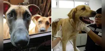 Top 5 de veterinarias solidarias de Lima para esterilizar o atender a tu mascota: ¿dónde se ubican? Top 5 de veterinarias solidarias de Lima para esterilizar o atender a tu mascota: ¿dónde se ubican?