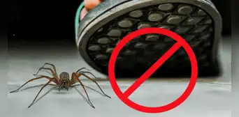 ¿Por qué razón no debes matar a las arañas que encuentras en tu casa?