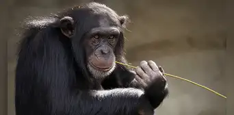 ¿Qué nos hace humanos? Estudio del ADN de 233 primates halla respuestas ¿Qué nos hace humanos? Estudio del ADN de 233 primates halla respuestas