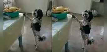Perrito sonríe tras ser descubierto a punto de comerse un pollo: “Solo lo está cuidando” Perrito sonríe tras ser descubierto a punto de comerse un pollo: “Solo lo está cuidando”