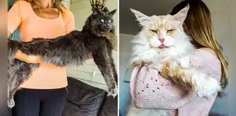 ¿Cómo es el Maine Coon, la raza de gato más grande del mundo? ¿Cómo es el Maine Coon, la raza de gato más grande del mundo?