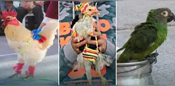 Aves se roban el show en peculiar concurso de mascotas en Ayacucho Aves se roban el show en peculiar concurso de mascotas en Ayacucho