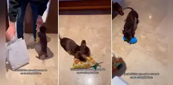 Perrito salchicha se emociona tras recibir su regalo de cumpleaños y enternece en redes: “Qué lindo” Perrito salchicha se emociona tras recibir su regalo de cumpleaños y enternece en redes: “Qué lindo”