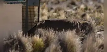 Tacna: puma andino hallado en almacén de aceitunas fue liberado en su hábitat natural Tacna: puma andino hallado en almacén de aceitunas fue liberado en su hábitat natural